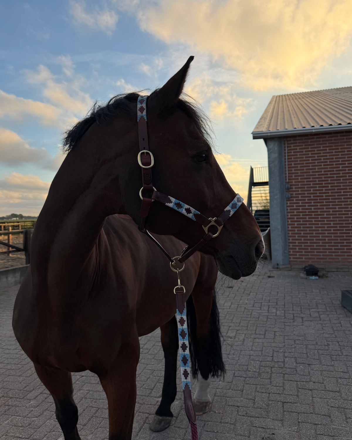 Polo-Halfter - Corazón