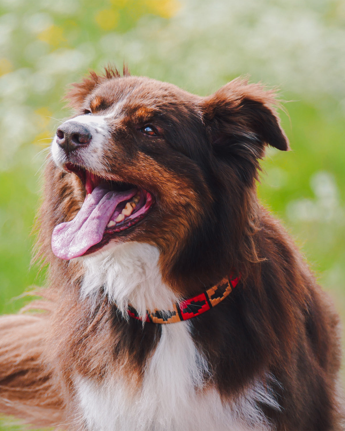 Hundehalsband - Rojo