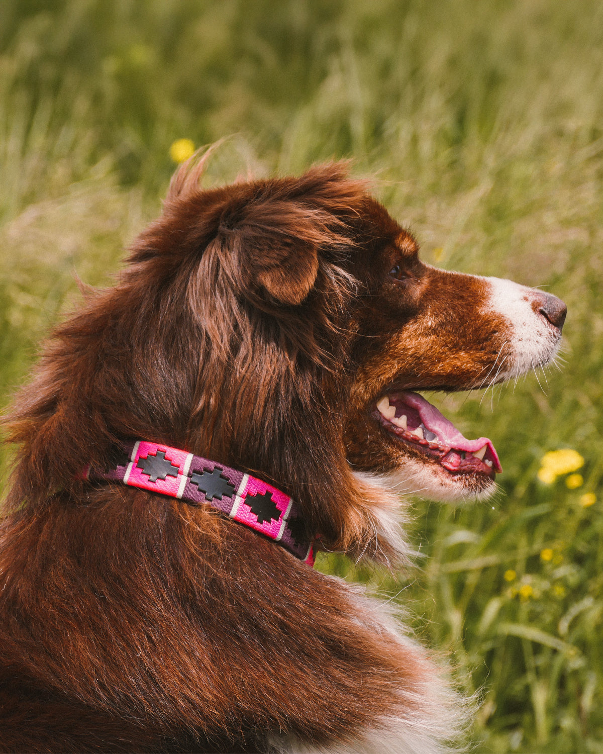Hundehalsband - Rosado