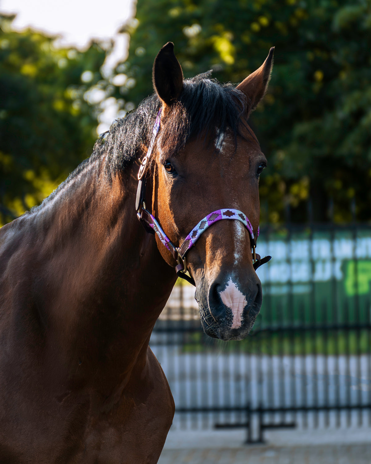 Personalisiertes Polohalfter - Orquídea